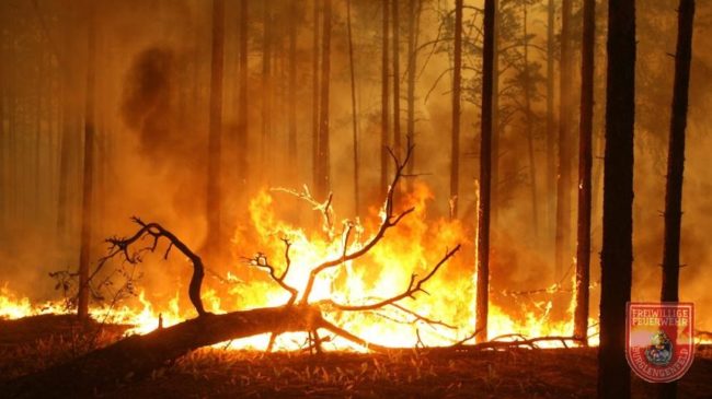 waldbrand_pic