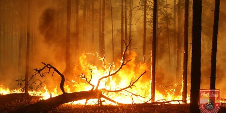waldbrand_pic