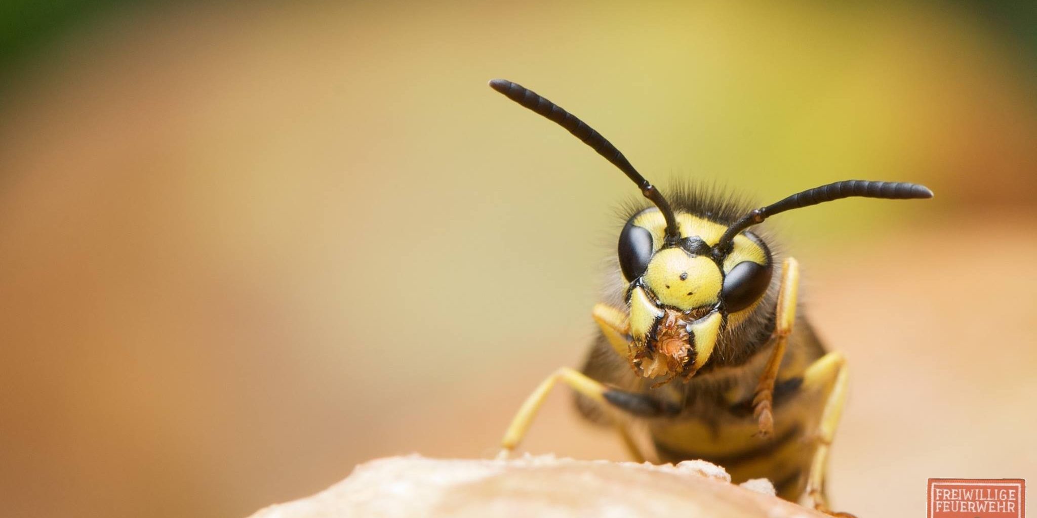 20369680_1466580216731169_9132487034453350111_o